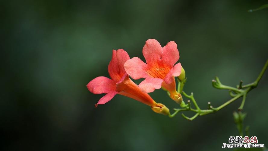 番茄的花语及植物文化