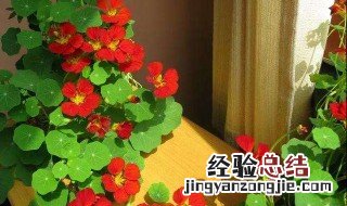 秋天适合种什么植物 适合秋天的植物介绍