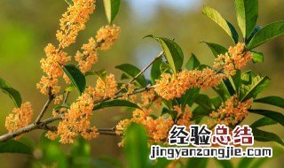 桂花树有枯叶怎么办 桂花树叶子枯死了怎么办