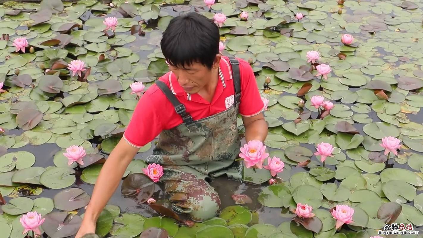 荷花种苗是什么，荷花种植对土壤的要求