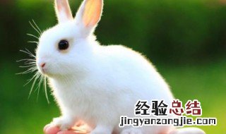 卯代表什么生肖 卯是什么生肖