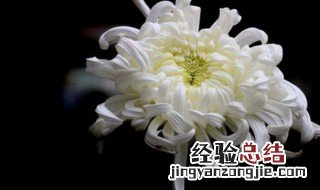 白菊花代表什么 白菊花有什么含义