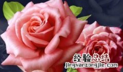 八朵玫瑰花代表什么意思 八朵玫瑰花花语介绍