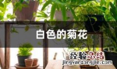 白色的菊花代表什么 白色的菊花代表着什么意思