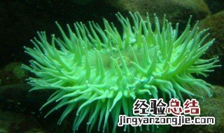 秋海葵的繁殖方法 秋海葵介绍