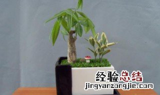 发财树的养植方法 发财树怎么养