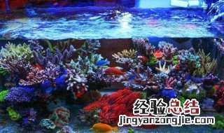 鱼缸下完黄粉怎么正确换水 怎么给有黄粉的鱼缸换水