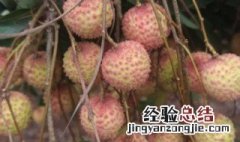 桂味荔枝为什么叫桂味 桂味荔枝叫桂味的原因