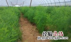 芦笋喜欢哪些肥料 芦笋的施肥,用什么肥料好?