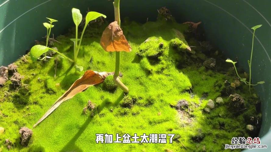 苔藓是怎么形成的，怎么让花盆里长苔藓