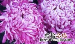 紫菊花什么意思 紫菊花是什么样子的