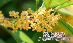 桂花夏季怎么浇水 桂花夏季浇水方法