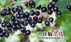 黑加仑苗种植方法 黑加仑苗种植方法视频