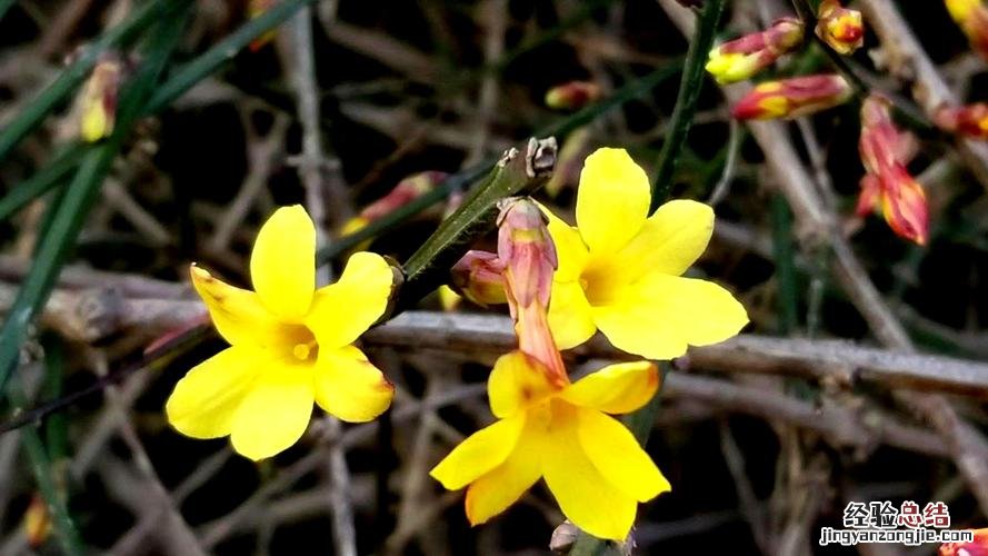 迎春花什么季节开