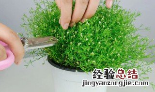 满天星用什么花盆 满天星用什么花盆好看