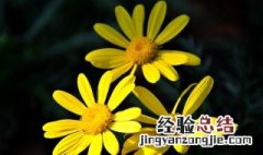 野菊花和菊花的区别是什么 野菊花与菊花有什么区别