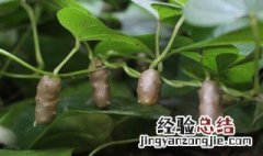 山药豆与山药的区别是什么东西 山药豆与山药的区别是什么