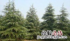 雪松和塔松的区别是什么 雪松和塔松的区别是什么呢