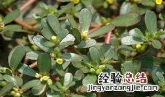 什么植物止痒 止痒用什么草药