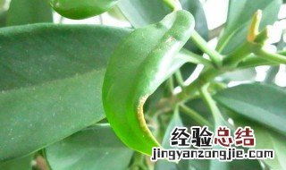 茉莉绿叶子干焦脱落的原因及处理方法 茉莉绿叶子干焦脱落的原因是什么