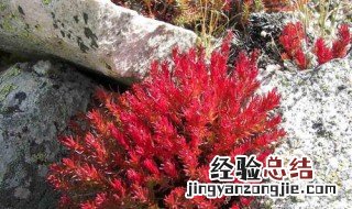 红景天的正确吃法 红景天的功效与作用及禁忌