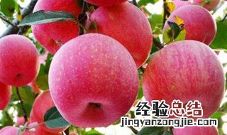 海棠果和苹果的区别是什么 苹果属于海棠