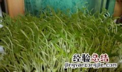 豆芽怎么养 豆芽怎么养殖