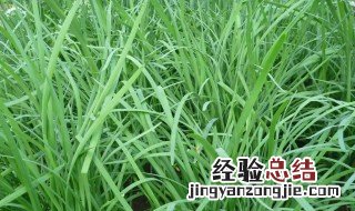 韭菜割后几天可以浇水 韭菜割后几天浇水几天施肥