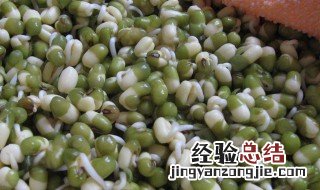 豆芽有哪几种导管 豆芽有哪几种