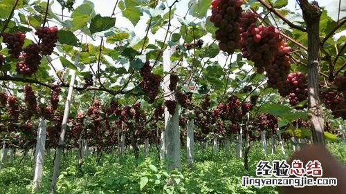 阳光玫瑰口感