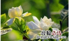 栀子花代表什么含义 栀子花的寓意是什么