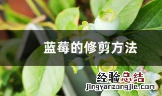 蓝莓盆栽修剪 蓝莓盆景的修剪方法