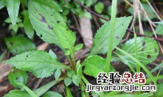 败酱草怎么种 家养败酱草怎么养