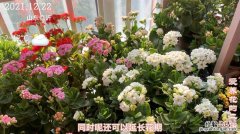 长寿花施肥方法，用什么肥好