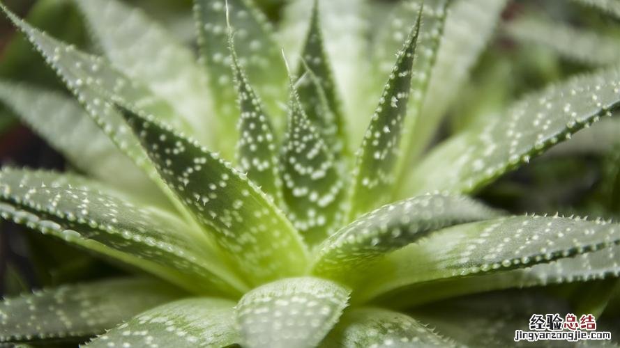 芦荟可以水培养吗