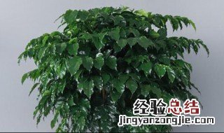 幸福树什么时候开花季节 幸福树什么时候开花