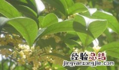 桂花树长什么样子 桂花树长什么样子图片 真实