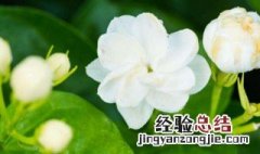 茉莉花代表什么 茉莉花花语是什么意思