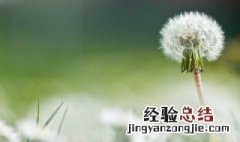 蒲公英在什么季节传播种子 蒲公英在哪个季节传播种子