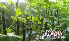 黄瓜结果期用什么肥料好 黄瓜结果期冲施什么肥料