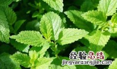 盆栽薄荷怎么养殖 盆栽薄荷的养殖方法