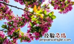 杜鹃花施什么肥才能开花 杜鹃花开花需要施什么肥