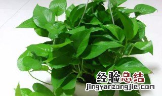 可乐浇绿萝的正确方法大 可乐浇绿萝的正确方法