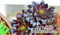 黑法师多肉植物的养殖方法 黑法师多肉植物的养殖方法用什么肥好