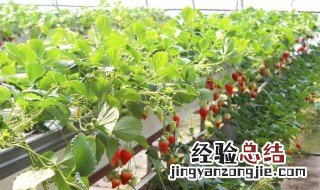 无土种草莓的方法 方法如下