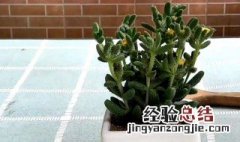 吹雪的种植方法 一起来了解下吧