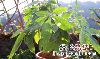 发财树的栽种方法 发财树的种植方法