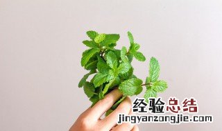 薄荷怎么养殖方法 薄荷怎么养殖