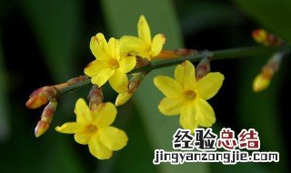 春季开花的花卉有哪几类 春季开花的植物有哪些