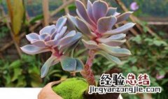 麦秆多肉植物怎么养 肉植物怎么养